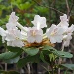 Rhododendron pleianthum