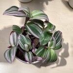 Tradescantia spp. Bark
