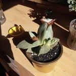 Pleiospilos simulans Hoja