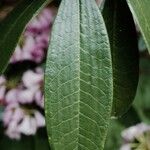 Rhododendron argyrophyllum Leaf