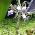 Hygrophila corymbosa Floare