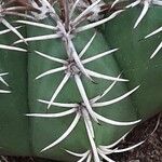 Melocactus matanzanus Blatt