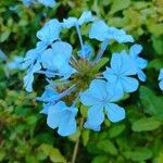 Plumbago auriculataÇiçek