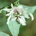 Passiflora vespertilio Flor
