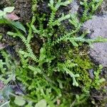 Selaginella helvetica ഇല