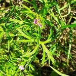 Geranium dissectum Blad