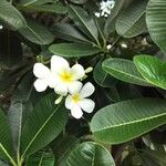 Plumeria obtusa Fiore