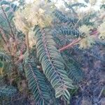 Astragalus alopecuroides Leaf