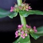 Ammannia coccinea Flower