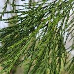 Sequoiadendron giganteum Leaf