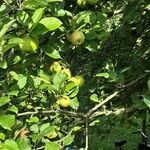 Malus pumila عادت داشتن