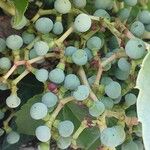 Parthenocissus tricuspidata Froito