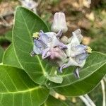 Calotropis gigantea Fiore