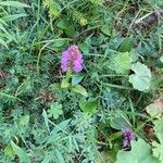 Anacamptis pyramidalisफूल