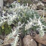 Artemisia umbelliformis Цвят