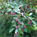 Amelanchier canadensis Лист