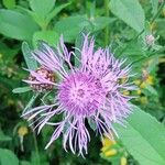 Centaurea jaceaFlower