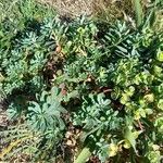 Euphorbia portlandica Kita