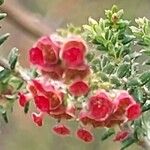 Erica mannii Flor