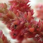 Crassula tillaea Flower