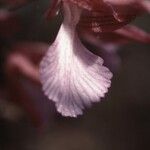 Anacamptis papilionacea Flor