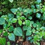 Pilea auriculata Hoja