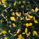 Ulex gallii Flower