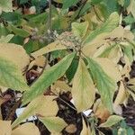 Clethra alnifolia Hoja