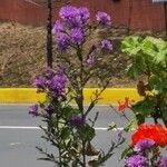 Lactuca alpina Flower