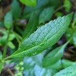 Scutellaria incana Blatt