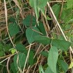 Amphicarpaea bracteata Blatt