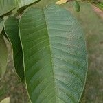 Psidium guajavaഇല