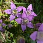 Gentianella germanica Flor