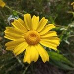 Calendula ?Flower