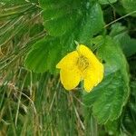 Geum montanumFlor