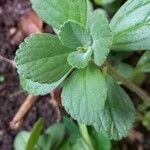 Plectranthus ornatus Leaf