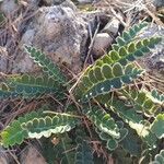 Asplenium ceterachFolha