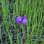 Dipterostemon capitatus Flower