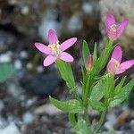 Centaurium pulchellum Folha