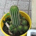 Echinopsis schickendantzii Hoja