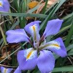 Iris unguicularis Květ