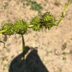 Sparganium americanum Fruit