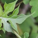 Montanoa hibiscifolia Frunză