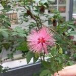 Calliandra tergemina Virág