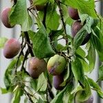 Prunus domestica Yaprak