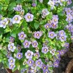 Exacum affine Flor