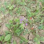 Legousia speculum-veneris Flower