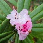 Rhododendron pachytrichum Λουλούδι