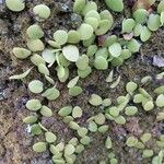 Pyrrosia piloselloides Blatt