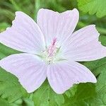 Malva alcea Blomma